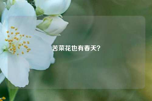 苦菜花也有春天？